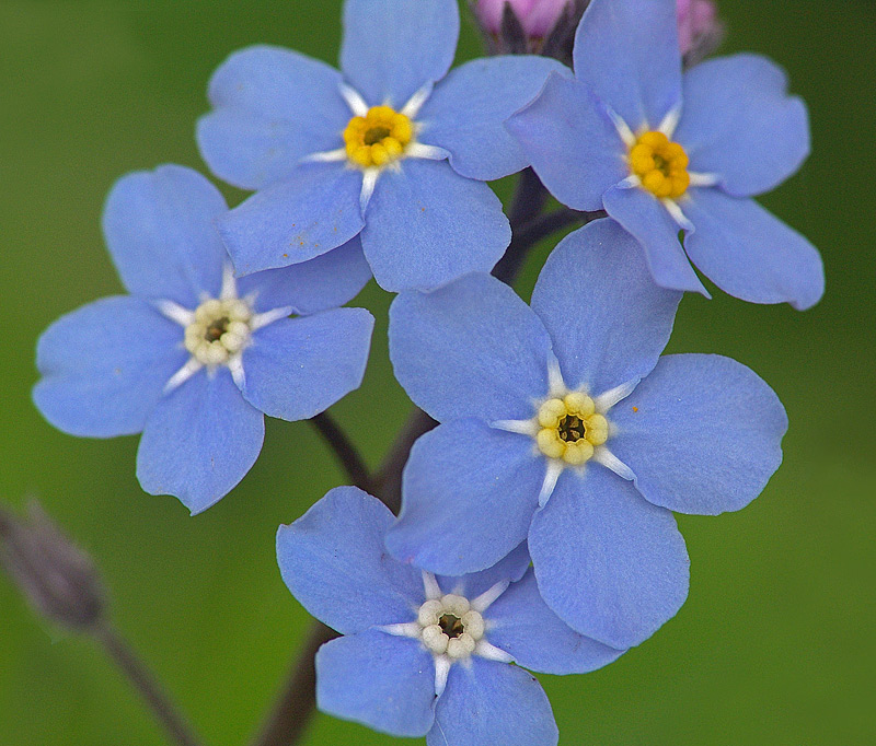 Image of Myosotis sylvatica specimen.