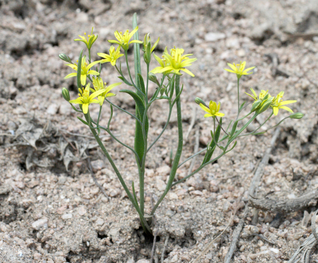 Image of genus Gagea specimen.