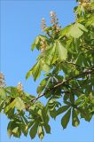 Aesculus hippocastanum. Концы ветвей с распускающимися соцветиями. Черноморское побережье Кавказа, г. Новороссийск, в культуре. 24 апреля 2012 г.