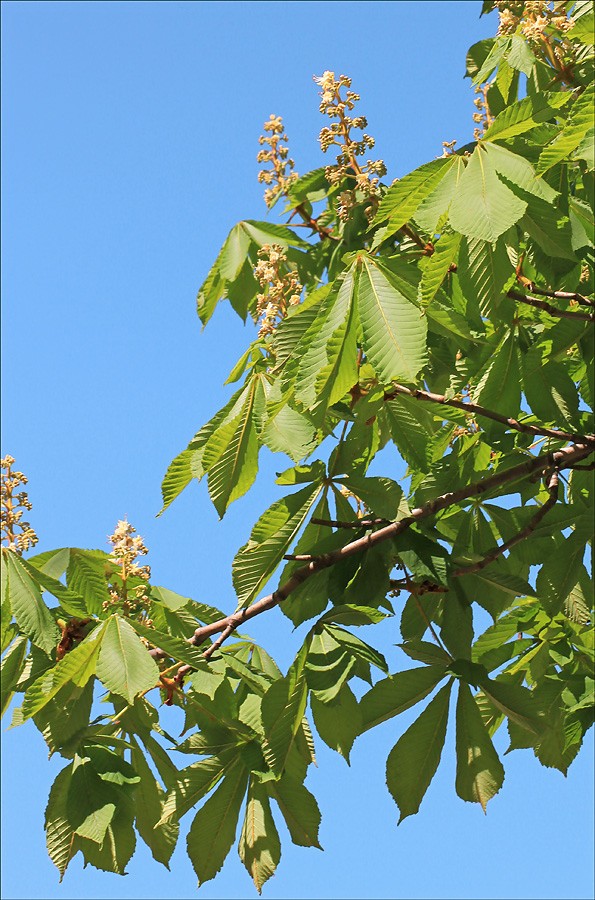 Изображение особи Aesculus hippocastanum.