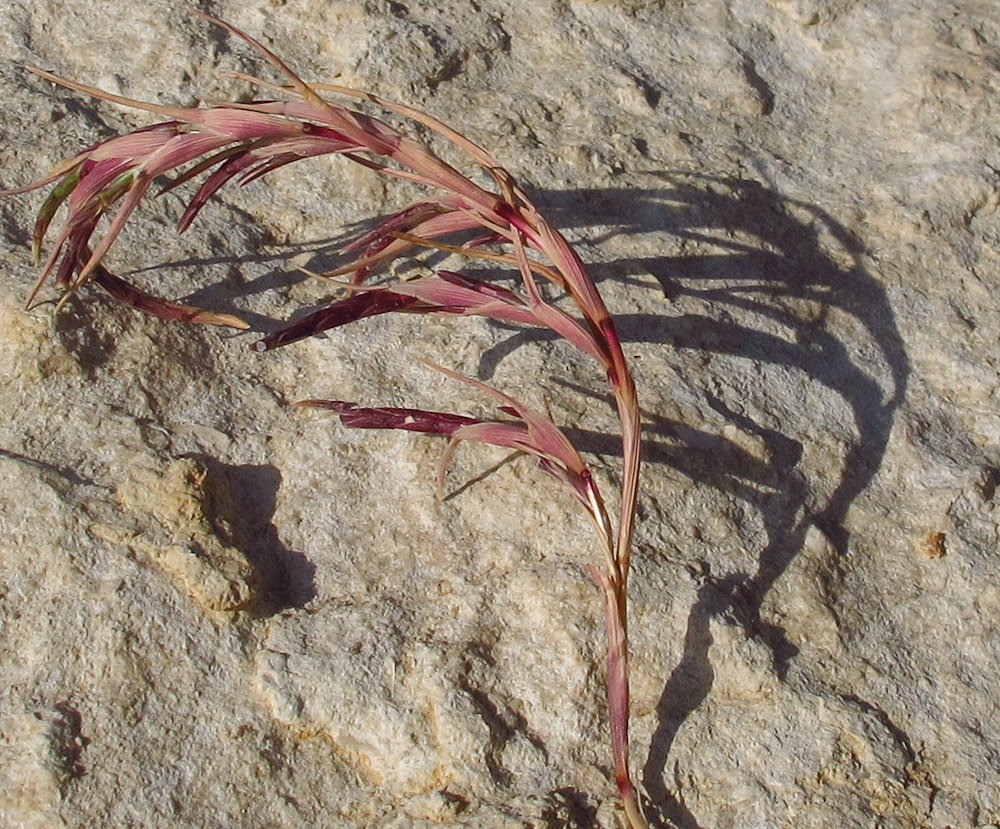 Изображение особи Parapholis marginata.