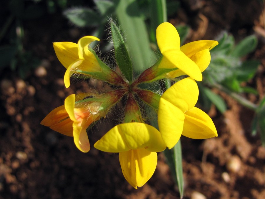 Image of Lotus tauricus specimen.