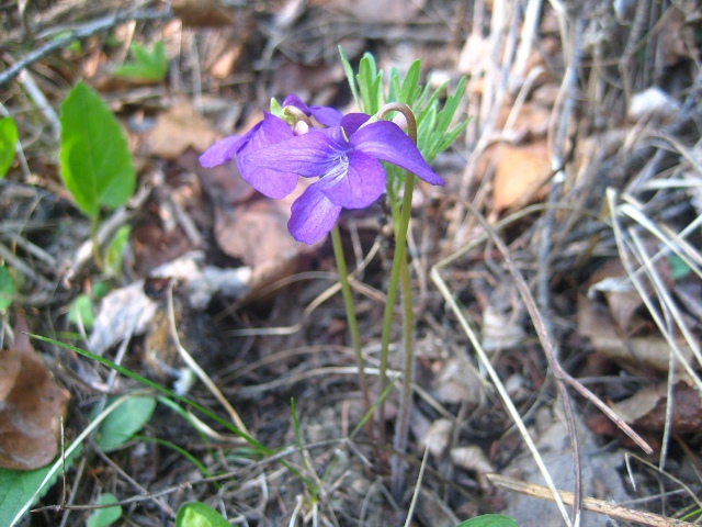 Изображение особи Viola dissecta.