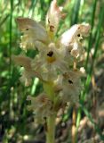 Orobanche caryophyllacea. Соцветие. Украина, Черкасская обл., Каневский р-н, региональный ландшафтный парк \"Трахтемиров\", урочище \"Монастырок\". 26 мая 2012 г.