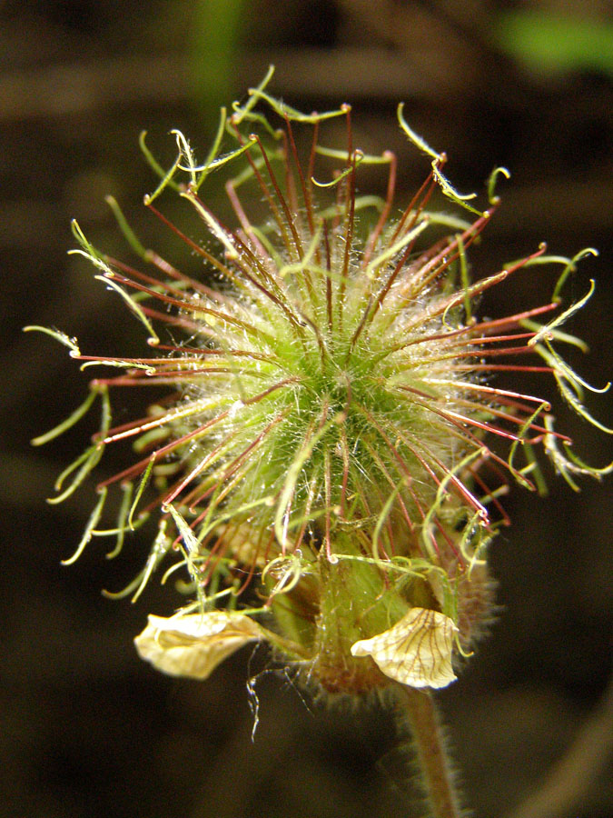 Изображение особи Geum rivale.