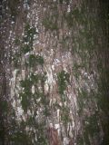 Acer platanoides. Кора взрослого дерева с куртинами мха. Курская обл., г. Железногорск, ур. Опажье. 6 августа 2007 г.