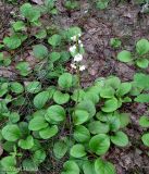 Pyrola rotundifolia