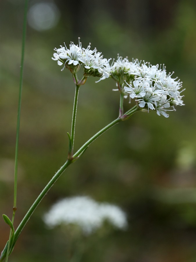 Image of Gypsophila fastigiata specimen.