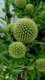 genus Echinops