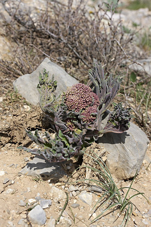 Image of Megacarpaea orbiculata specimen.