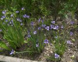 Sisyrinchium septentrionale