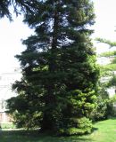 Sequoiadendron giganteum