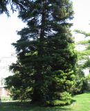 Sequoiadendron giganteum. Взрослое дерево. Австрия, Вена, Дворцовый парк Бурггартен. 17.06.2012.