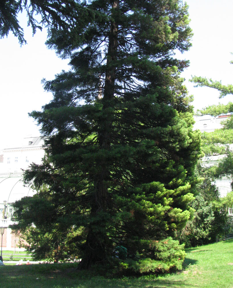 Image of Sequoiadendron giganteum specimen.