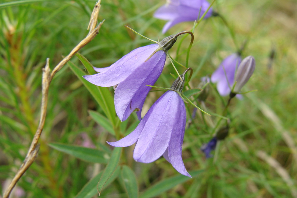 Изображение особи Campanula rotundifolia.