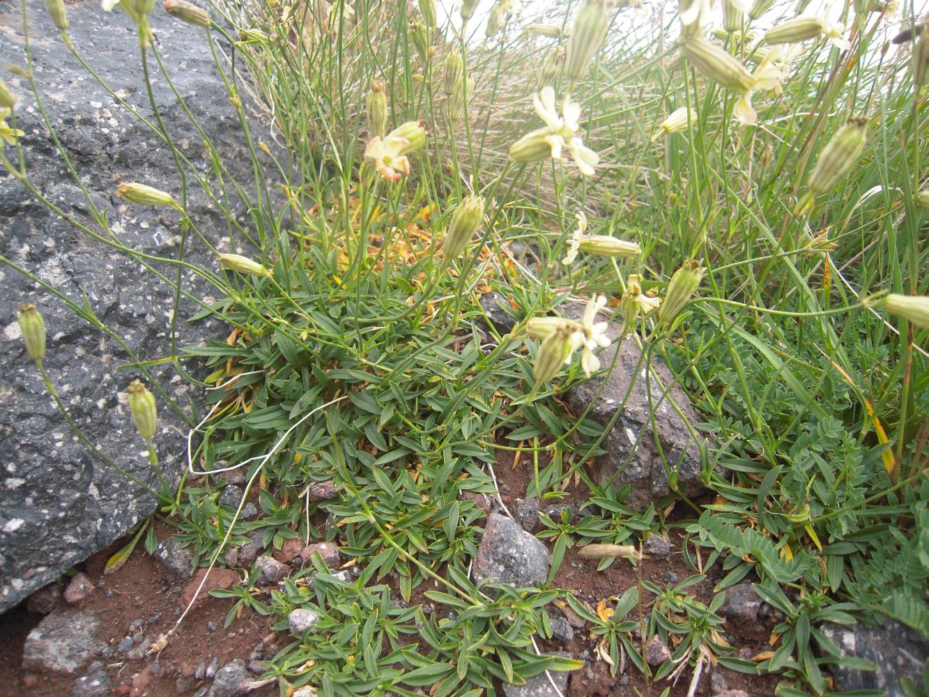 Image of Silene lychnidea specimen.