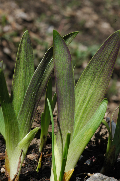 Image of Iris bloudowii specimen.