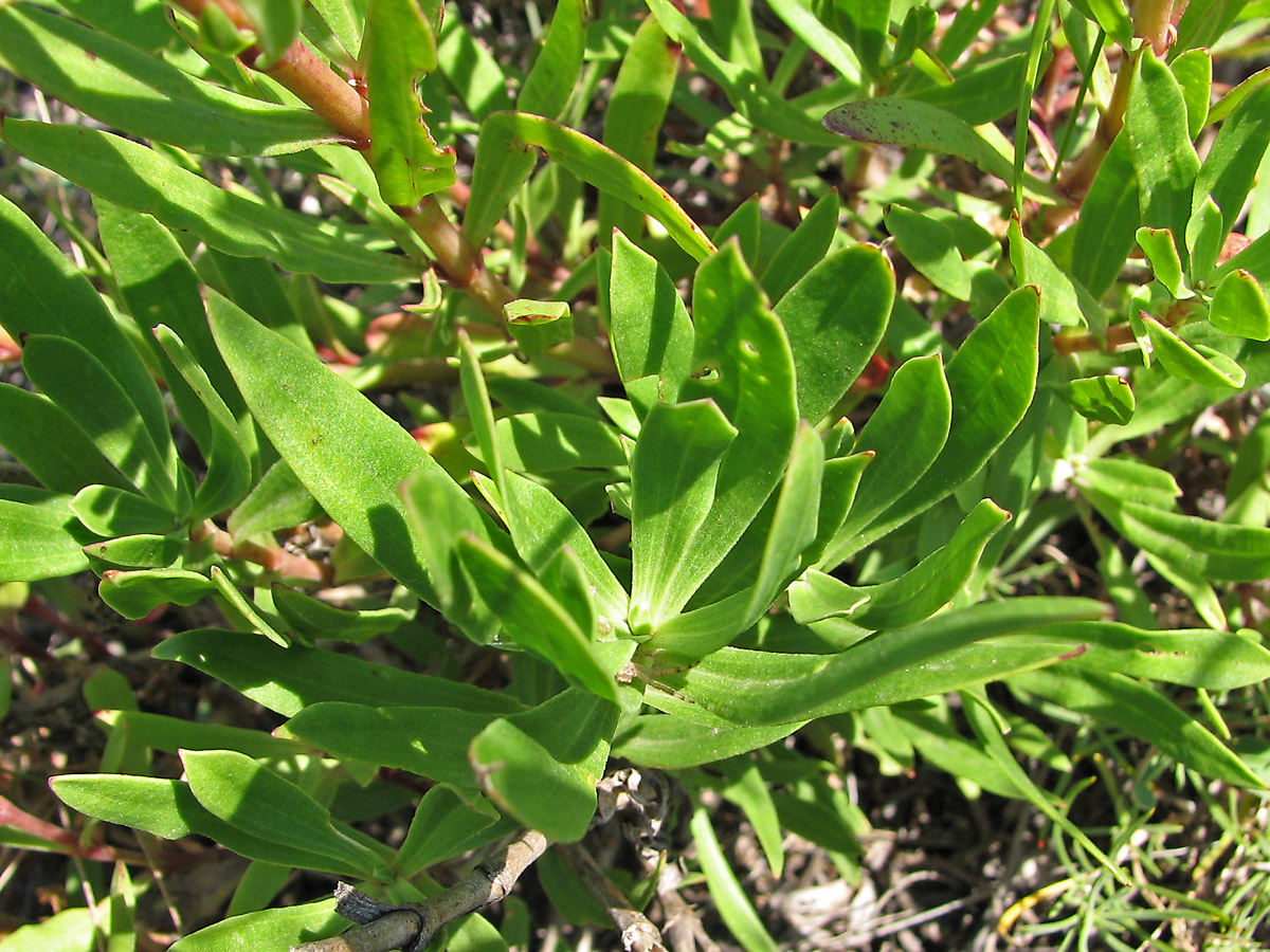 Image of Gypsophila altissima specimen.