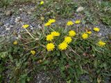 Taraxacum confusum
