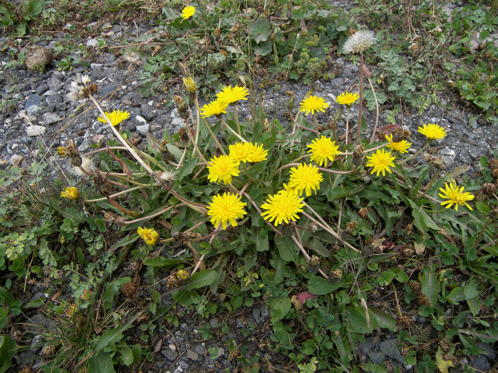 Изображение особи Taraxacum confusum.