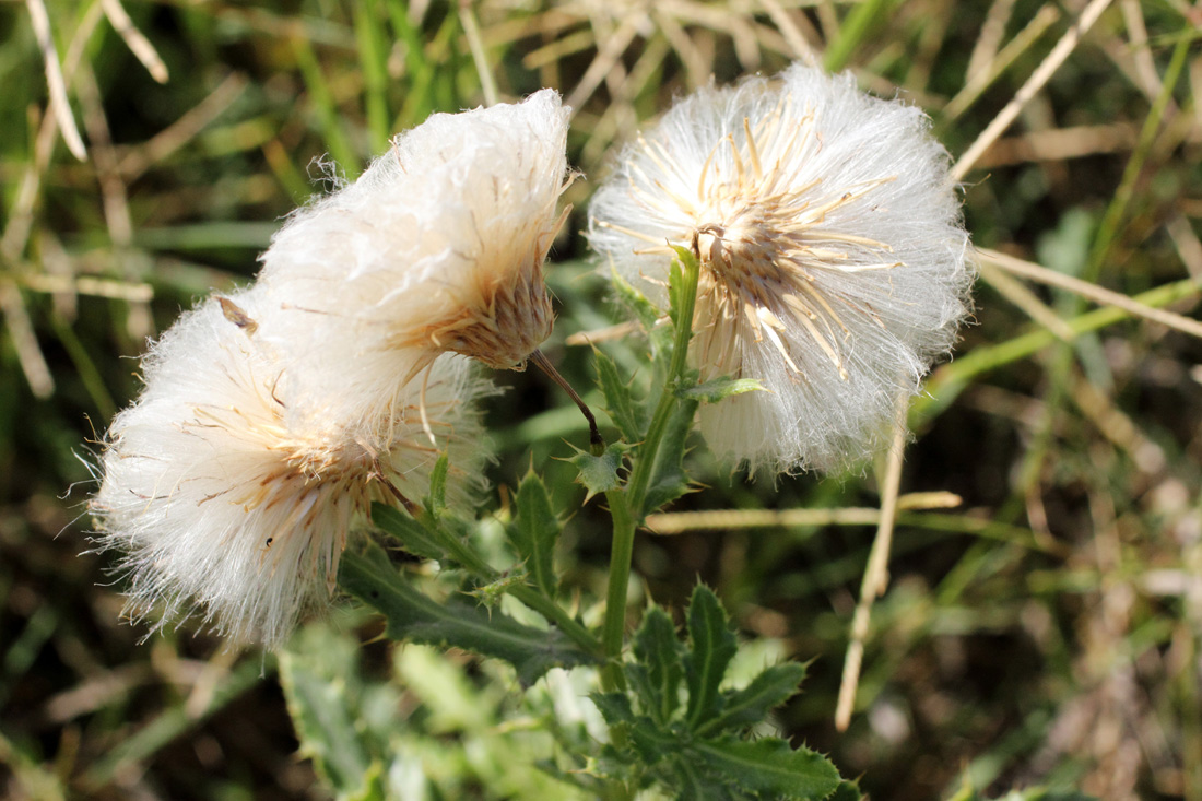 Image of Cirsium ochrolepideum specimen.