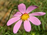 Cosmos bipinnatus