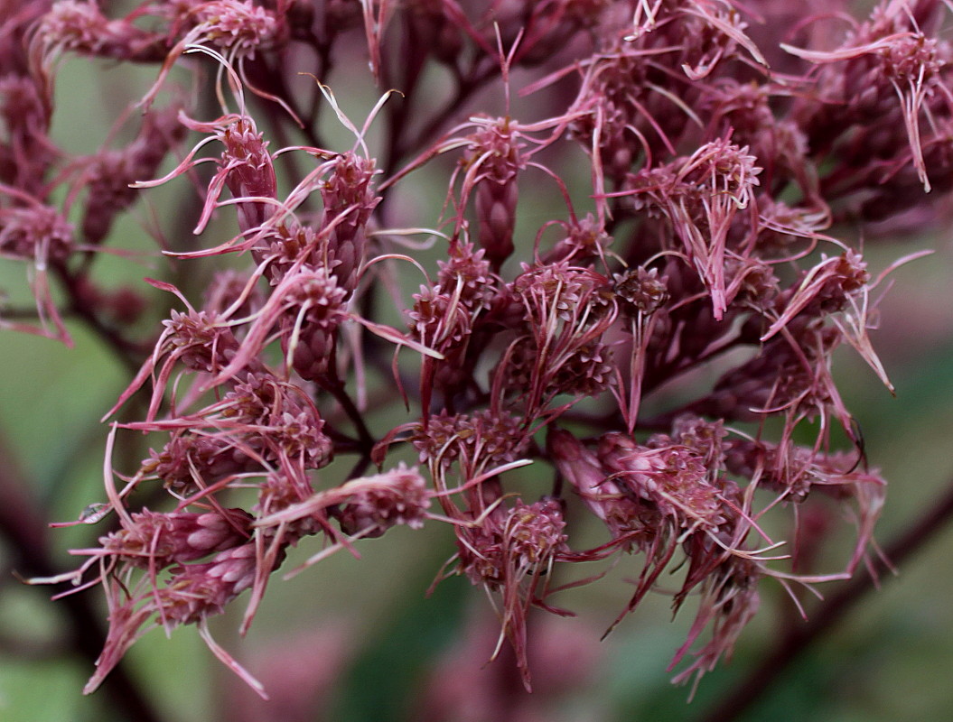 Image of Eupatorium purpureum specimen.