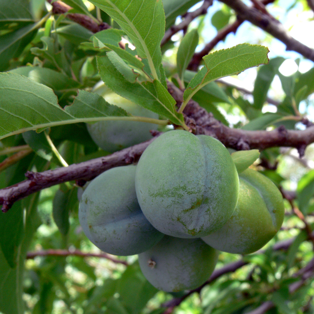 Изображение особи Prunus domestica ssp. italica.
