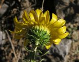 Grindelia squarrosa. Соцветие. Саратовская обл., Энгельсский р-н, на железнодорожной насыпи. 14 октября 2012 г.