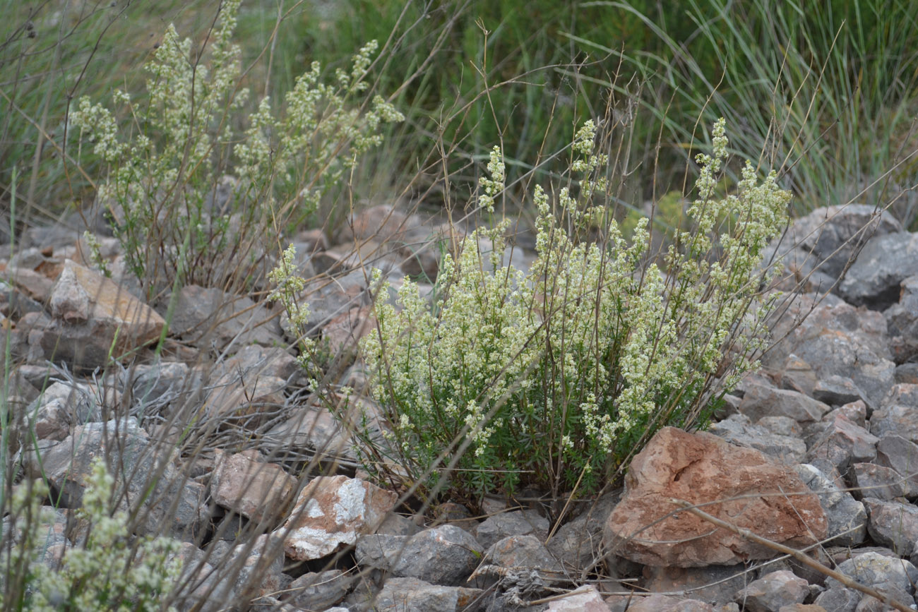 Image of Galium juzepczukii specimen.