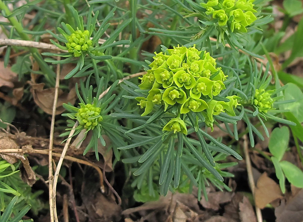 Изображение особи Euphorbia cyparissias.