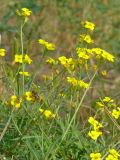 Diplotaxis tenuifolia