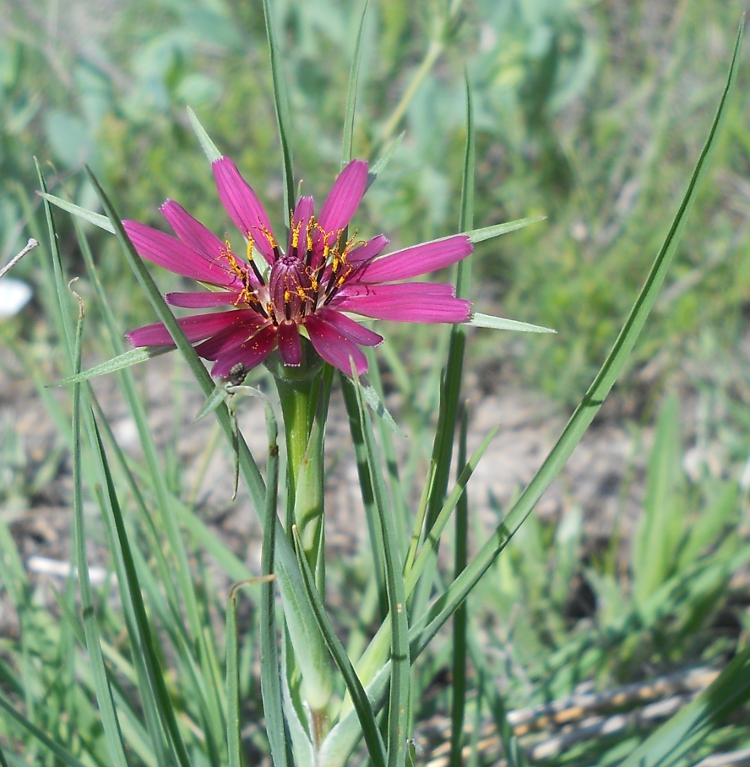 Image of Tragopogon coloratus specimen.