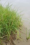 Carex cryptocarpa. Плодоносящие растения. Приморье, Сихотэ-Алинь, устье р. Джигитовка. 04.08.2012.