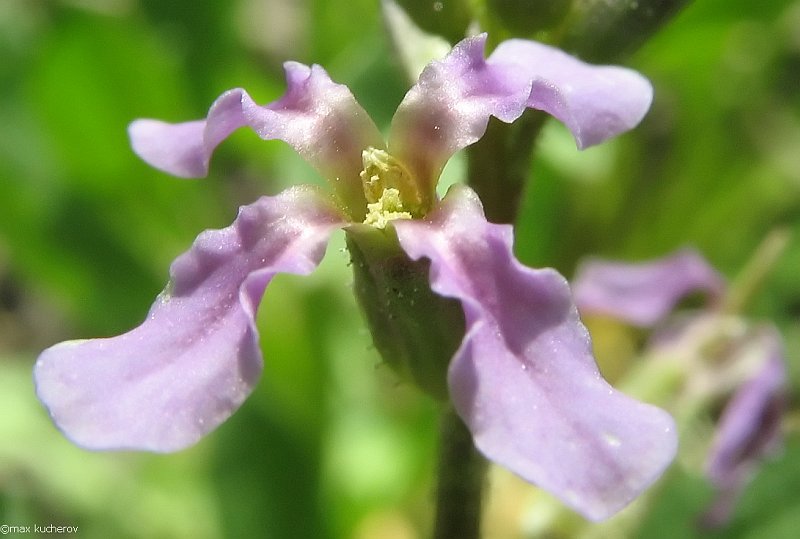 Image of Chorispora tenella specimen.