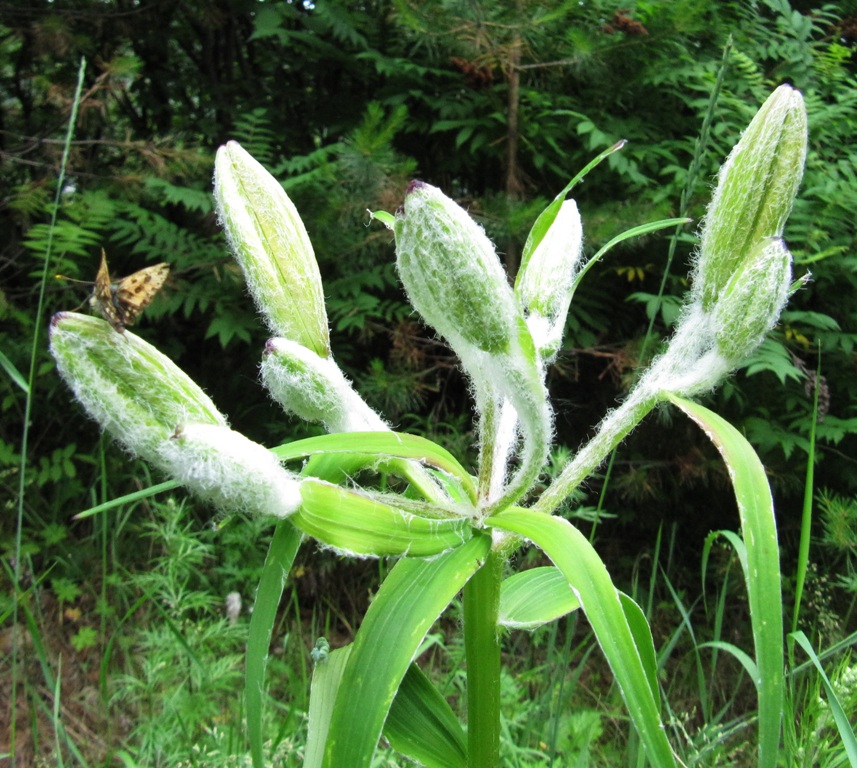 Image of Lilium pensylvanicum specimen.