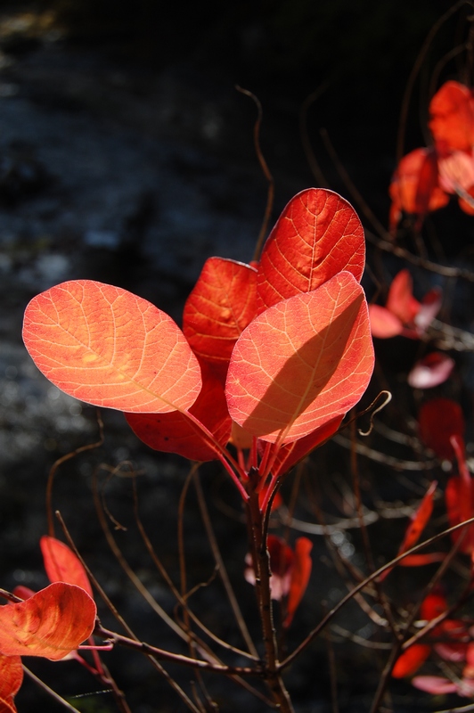 Image of Cotinus coggygria specimen.