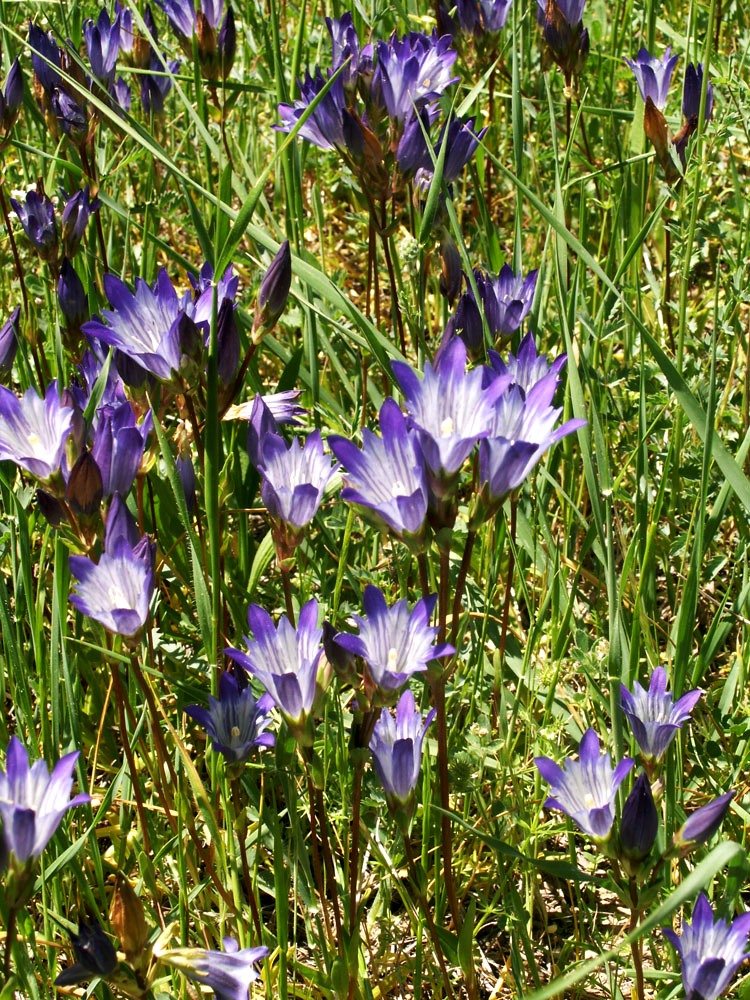 Image of Gentiana olivieri specimen.