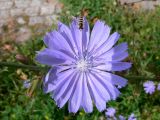 Cichorium intybus