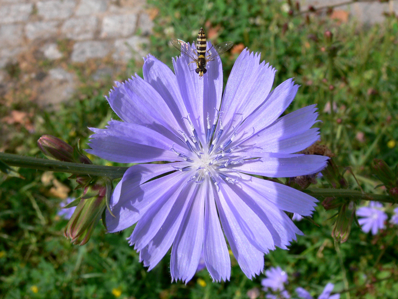 Image of Cichorium intybus specimen.