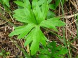 Ranunculus acris