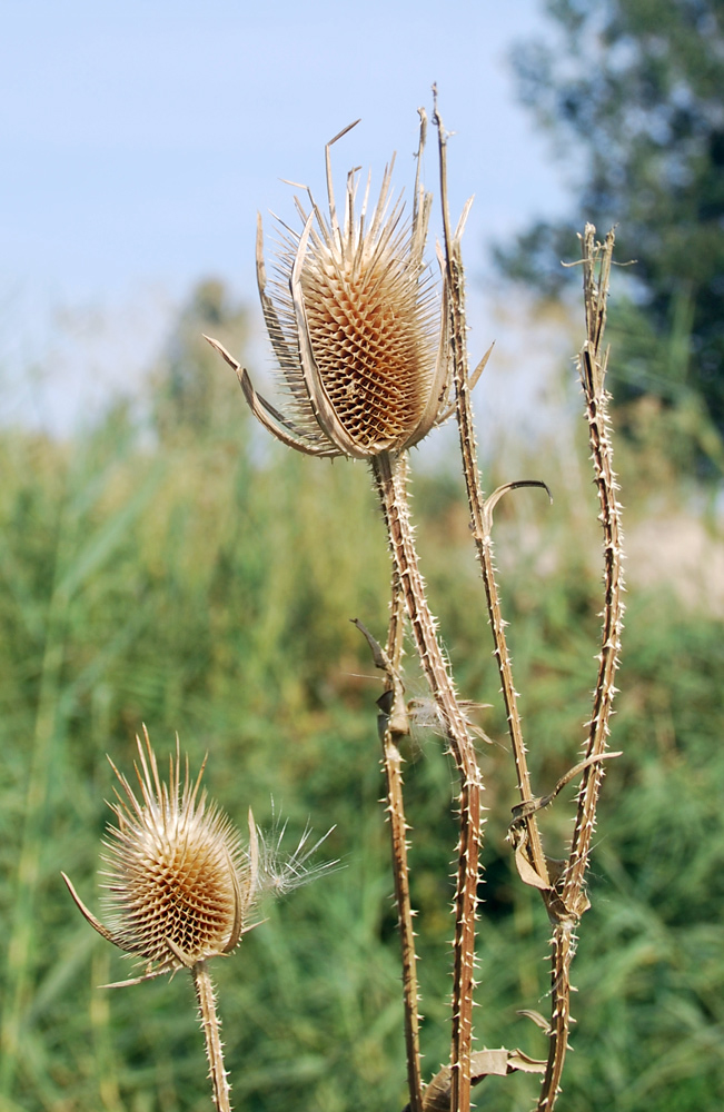 Изображение особи Dipsacus laciniatus.