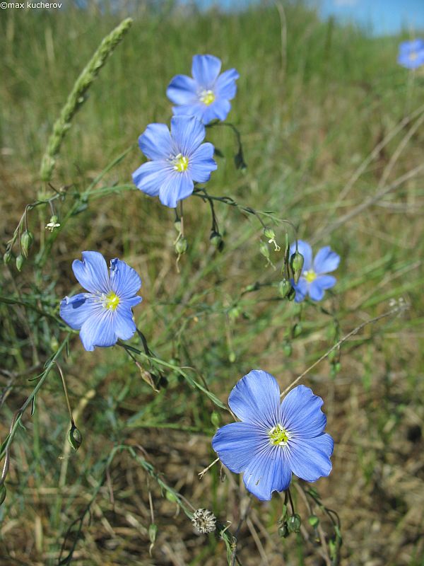 Изображение особи Linum austriacum.