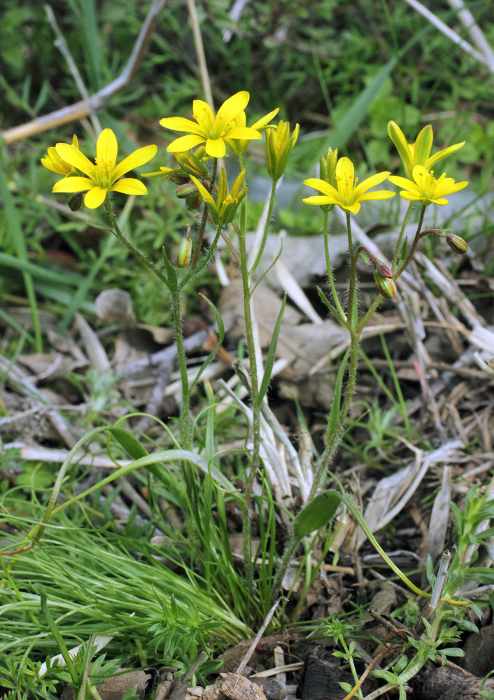 Image of Gagea tenera specimen.