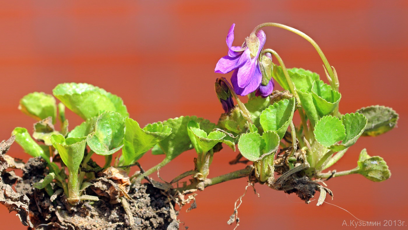 Изображение особи Viola &times; vindobonensis.