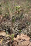 Cerastium crassiusculum. Цветущее растение. ЮВ Крым, Карадаг, Карадагская балка. 19 апреля 2013 г.