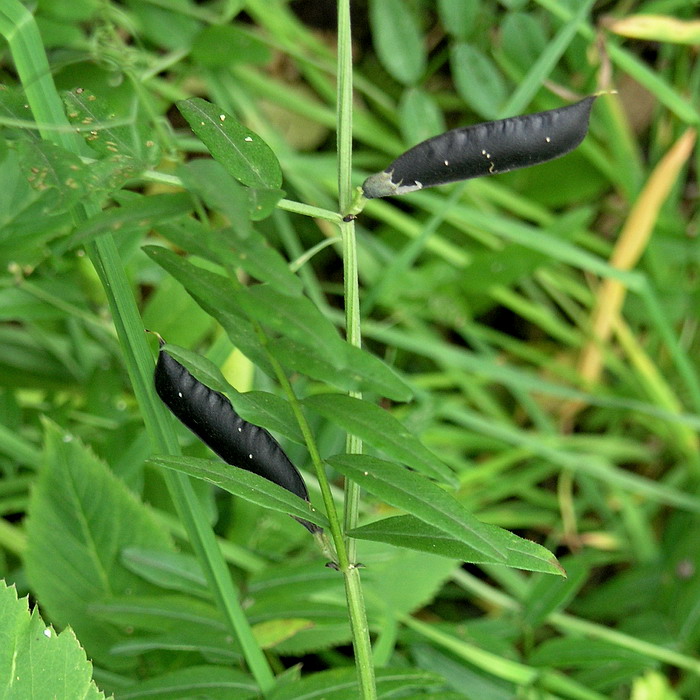 Image of Vicia sepium specimen.