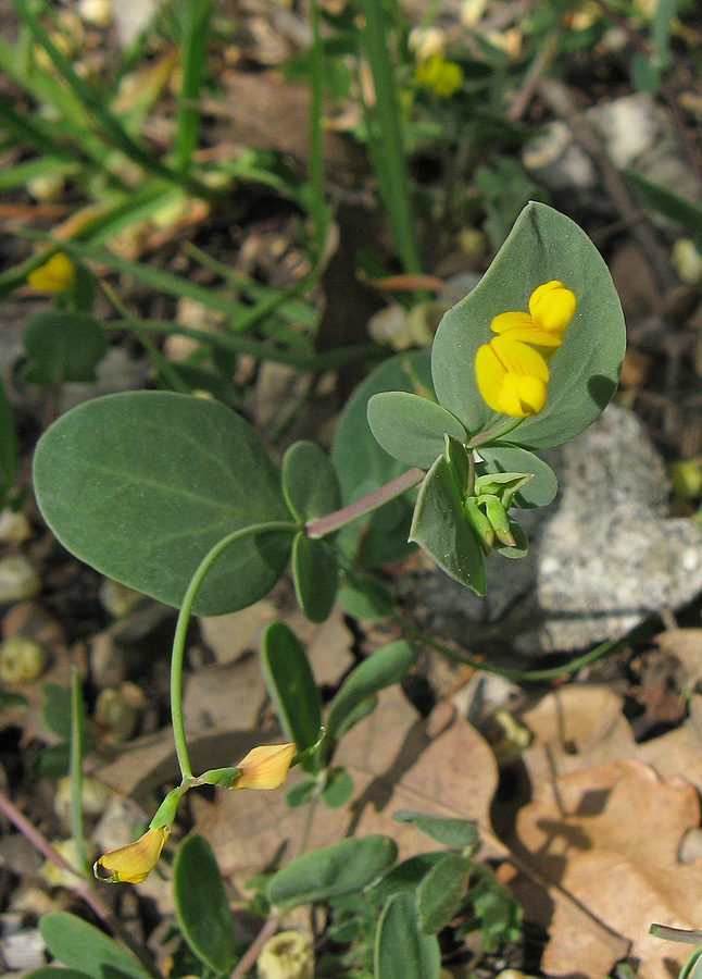 Image of Coronilla scorpioides specimen.