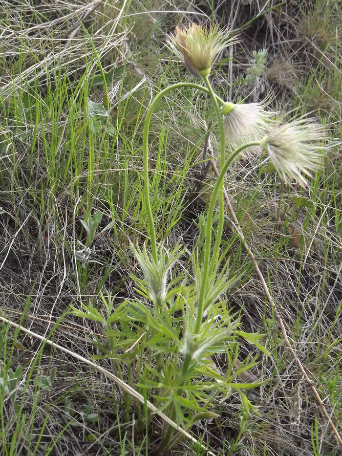 Изображение особи Pulsatilla orientali-sibirica.