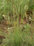 genus Festuca